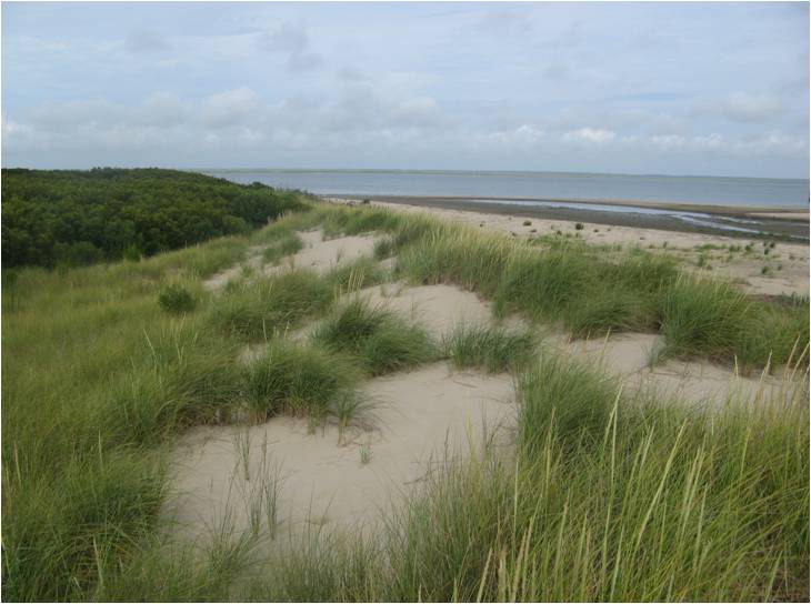Grassy dune on a barrier island in the VCR LTER